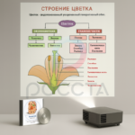 Презентации и плакаты Биология