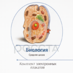 Презентации и плакаты Биология — изображение 3